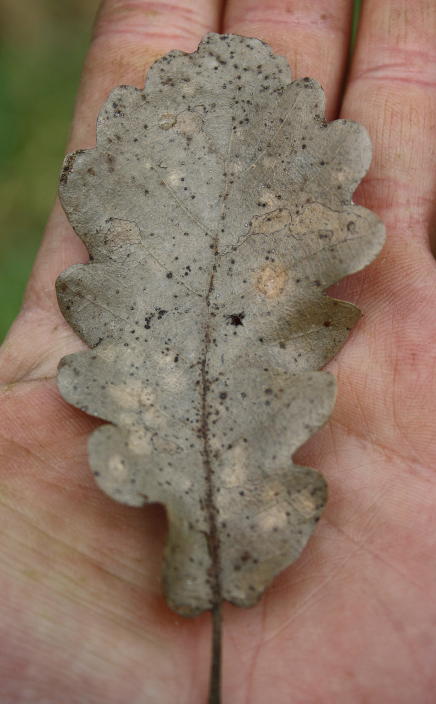 Quercia da identificare!
